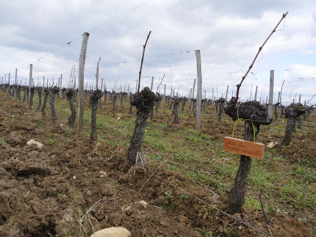 Виноградник на урожай